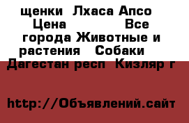 щенки  Лхаса Апсо › Цена ­ 20 000 - Все города Животные и растения » Собаки   . Дагестан респ.,Кизляр г.